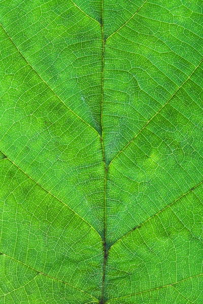 Folha verde de árvore de avelã — Fotografia de Stock