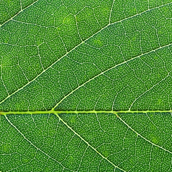 Oak green leaf close up — стоковое фото