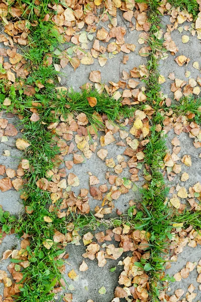 Herbstlaub auf Gehwegplatte — Stockfoto