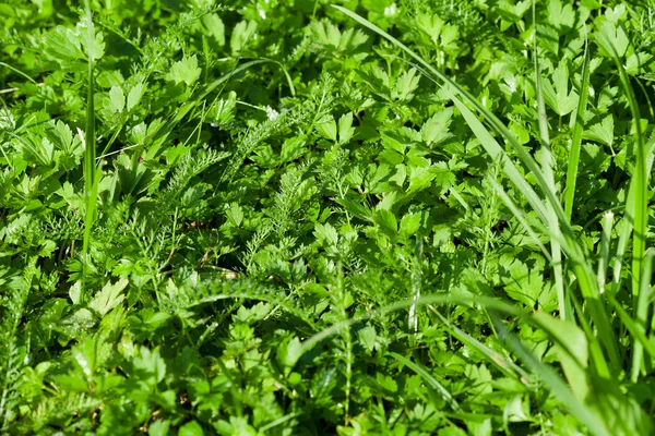 Natte groen gazon gras close-up — Stockfoto