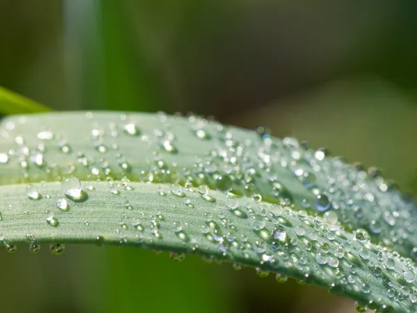 Ochtenddauw op groene blad van carex — Stockfoto