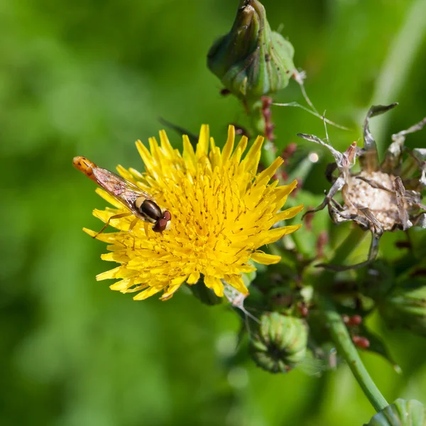 Schwebfliege auf gelber Blume aus nächster Nähe — Stockfoto