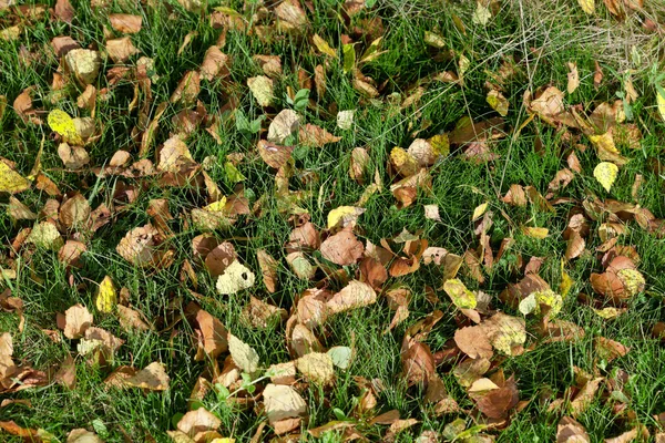 Herbstbirkenblätter im grünen Gras — Stockfoto
