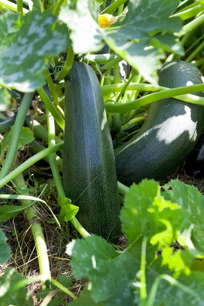 Zucchini în grădină de legume — Fotografie, imagine de stoc