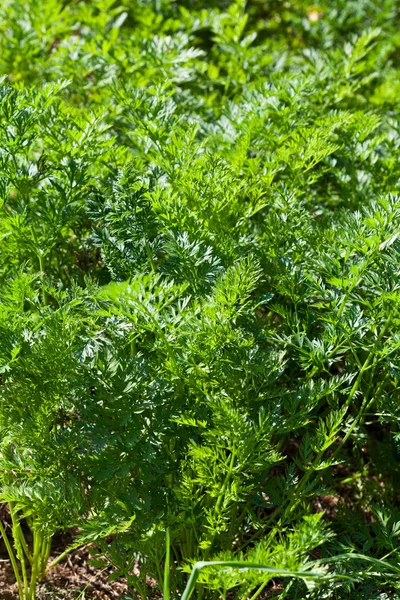 Hierba verde de zanahorias en la cama de jardín —  Fotos de Stock