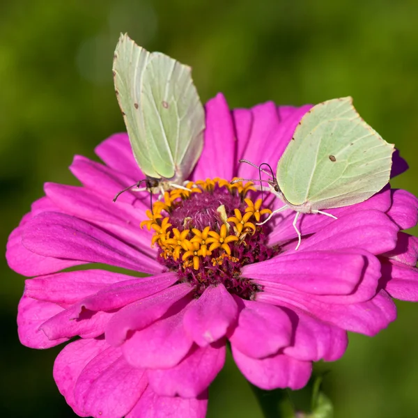 Two butterflies on pink flower close up — Stock Photo, Image