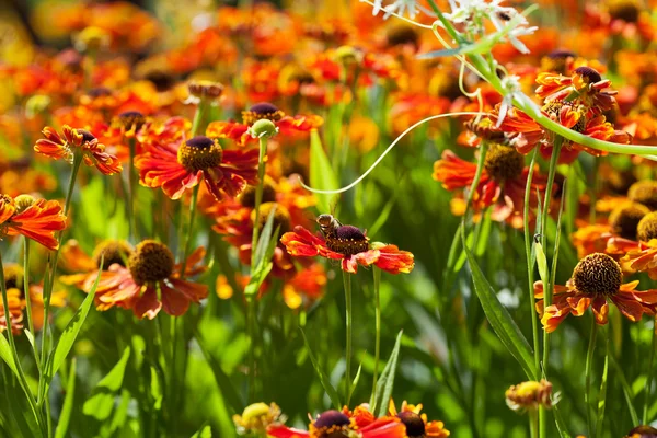 Gaillardia flowers — Stock Photo, Image