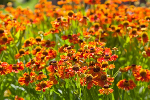 Blühendes Beet der Gaillardia Blume — Stockfoto