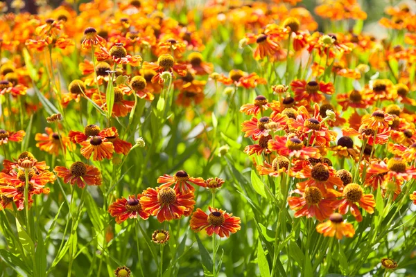 Gaillardia flower in garden — Stock Photo, Image