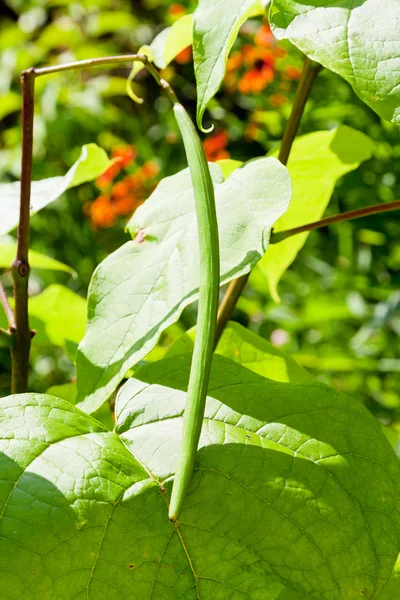 Baccello verde e foglie dell'albero Catalpa — Foto Stock