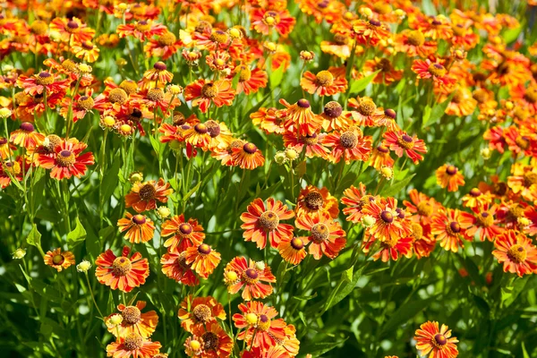 Campo fiorito di fiore di gaillardia — Foto Stock