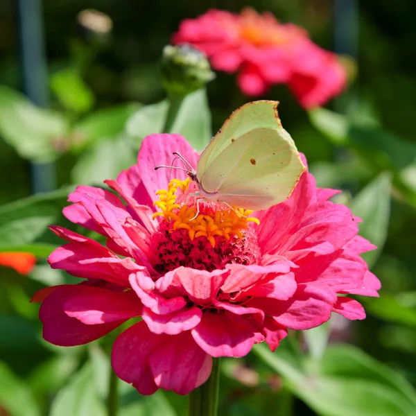 Butterfly on pink flower — Stock Photo, Image