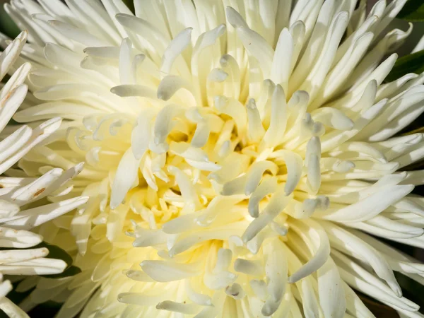 White Aster flower close up — Stock Photo, Image