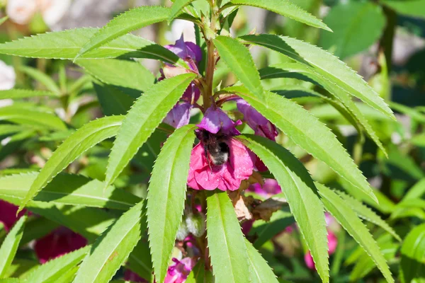 Bumblebee feed nectar in garden balsam flower — Stock Photo, Image