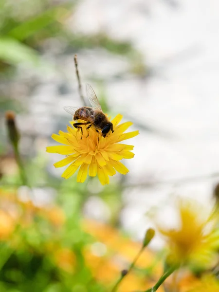 Mel abelha alimentar néctar de flor amarela — Fotografia de Stock