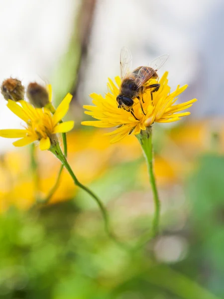 Mel abelha alimentar pólen de flor amarela — Fotografia de Stock