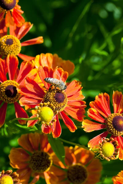 Mel abelha sips néctar de gaillardia flor — Fotografia de Stock