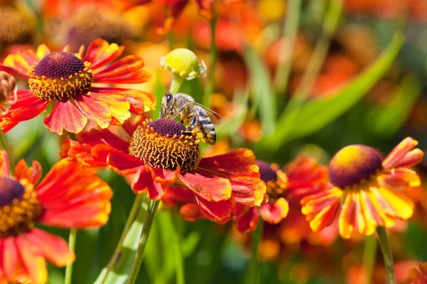 Madu lebah menyesap nektar dari bunga gaillardia — Stok Foto