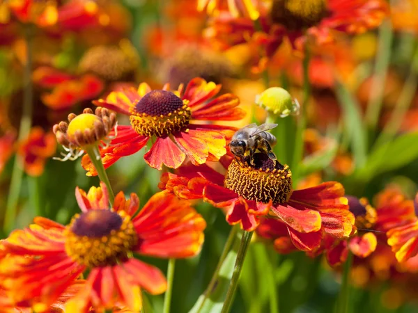 Honey bee sips nectar from gaillardia flower — Stock Photo, Image