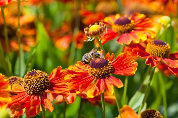蜂蜜の蜂テンニンギク花から蜜を一口します。 — ストック写真