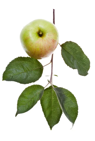 Apple tree branch with green leaves — Stock Photo, Image