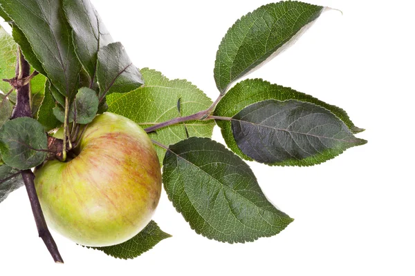 Apple tree branch with green leaves — Stock Photo, Image