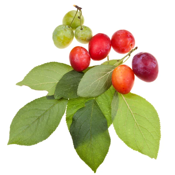 Green plum tree leaves and plums — Stock Photo, Image