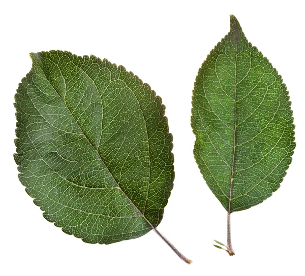 Dos hojas de manzana verde —  Fotos de Stock