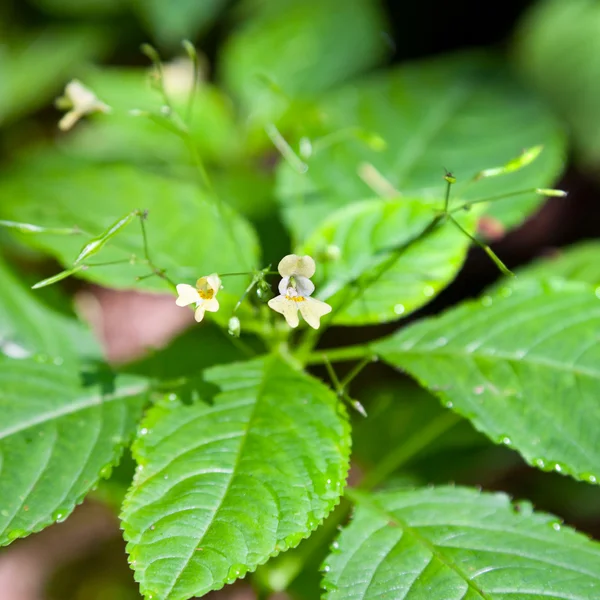 Impatiens flower — Stock Photo, Image