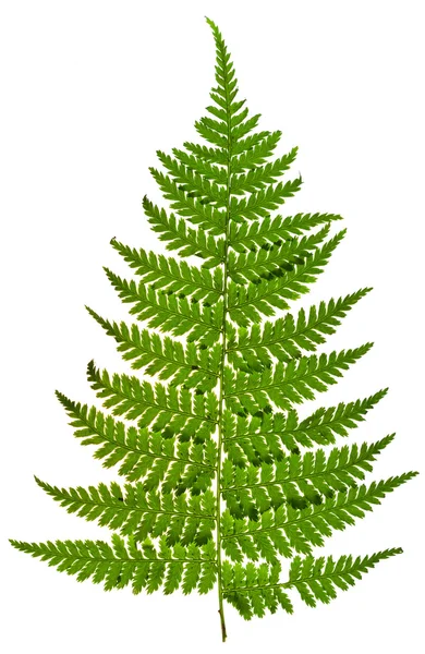 fern yeşil sapı