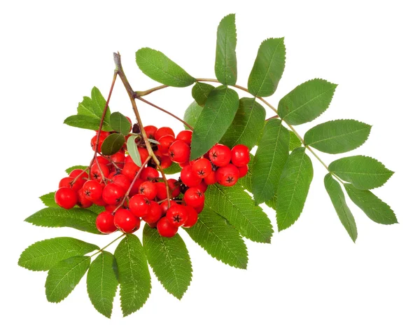 Rowan berries and green leaves — Stock Photo, Image