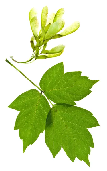 Ash tree seeds and green leaves — Stock Photo, Image