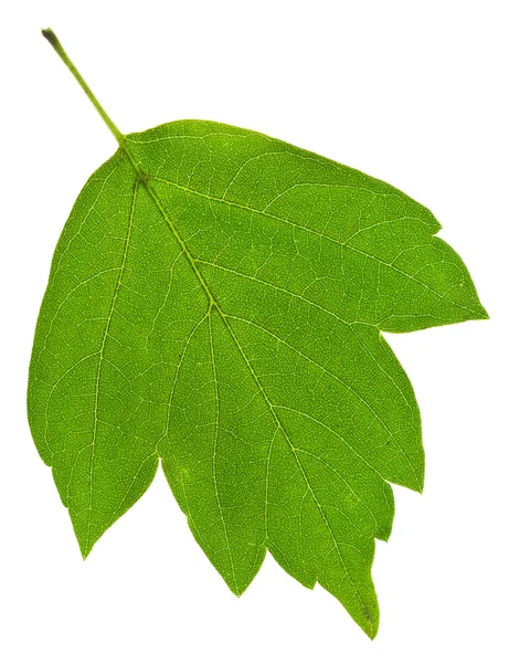 Zelený jasan list — Stock fotografie