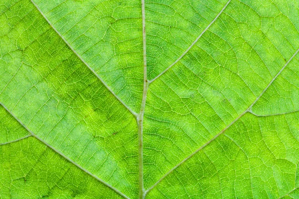 Foglia verde di nocciolo — Foto Stock
