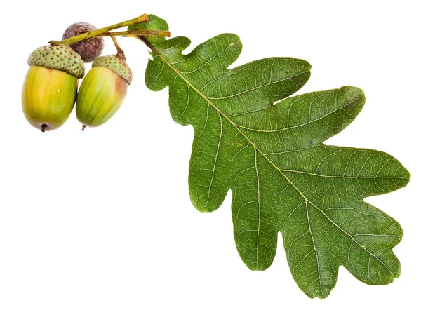 Foglia di quercia verde e ghiande — Foto Stock