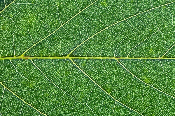 Oak green leaf close up — Stock Photo, Image