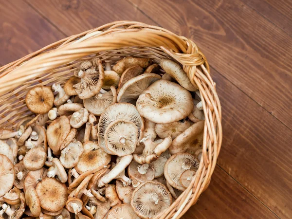 Cesta com cogumelos — Fotografia de Stock