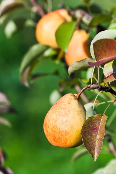 Reife gelbe und rote Birnen am Baum — Stockfoto