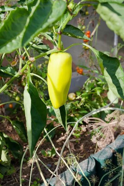 Reife gelbe Paprika — Stockfoto