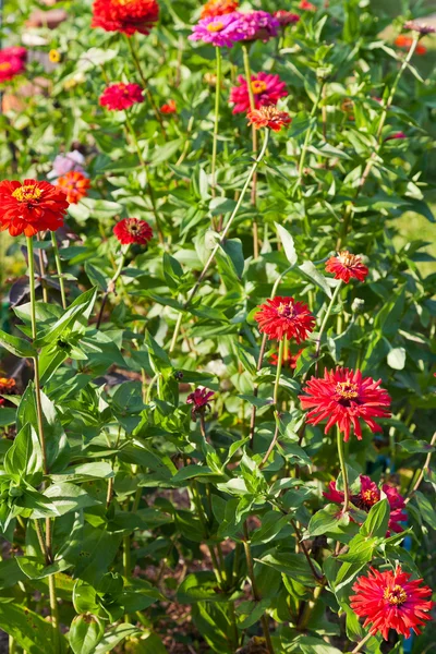 Flori roșii Zinnia — Fotografie, imagine de stoc