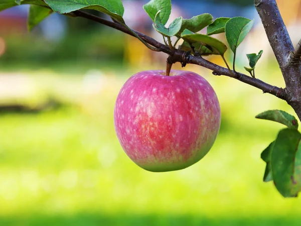Спелое розовое яблоко — стоковое фото