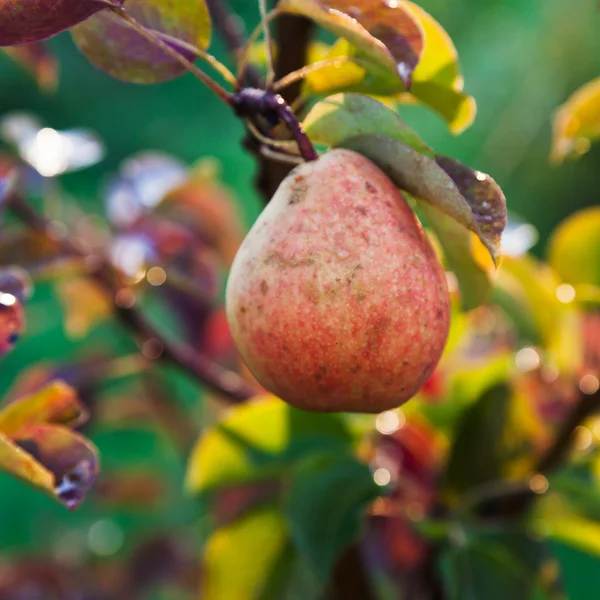 Pera gialla e rossa matura su albero — Foto Stock