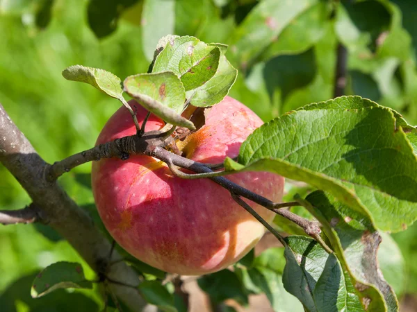 Reifer rosa Apfel — Stockfoto