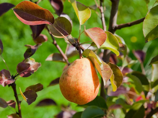 Спелые груши на дереве в фруктовом саду — стоковое фото