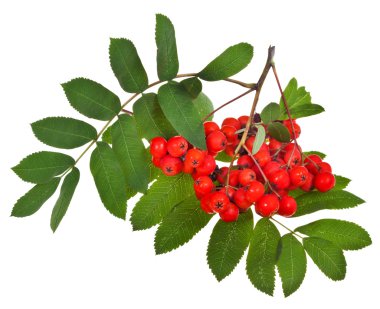 Çilek ve yeşil yapraklar.