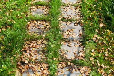 kaldırım döşeme üzerinde sonbahar yaprakları