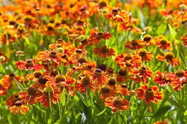 çim gaillardia çiçek çiçeklenme