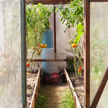 greenhouse with tomatoes clipart