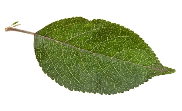 Зеленый лист яблони — стоковое фото