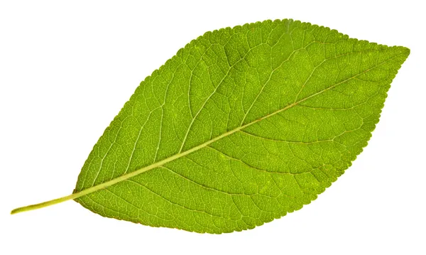 Achterzijde van pruimenboom groen blad — Stockfoto